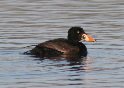 Surf Scoter; immature male