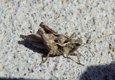 Tetrix ornata; Ornate Pygmy Grasshopper