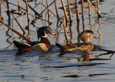 Wood Duck pair