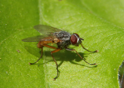 House Flies and Relatives