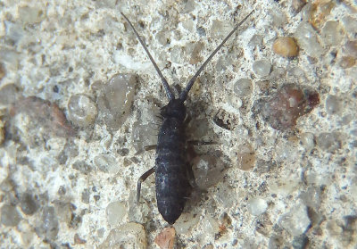 Pogonognathellus Elongate-bodied Springtail species