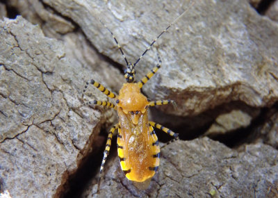 Pselliopus barberi; Assassin Bug species