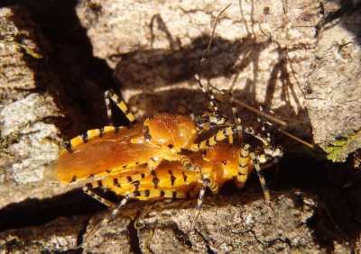 Pselliopus barberi; Assassin Bug species