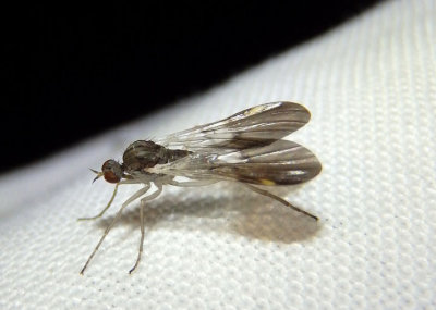 Rhamphomyia nasoni; Dance Fly species