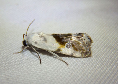 9090 - Ponometia candefacta; Olive-shaded Bird Dropping Moth