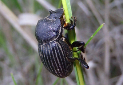 Copris fricator; Dung Beetle species; male
