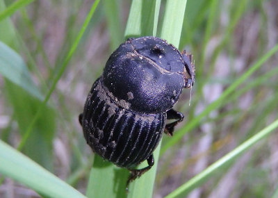 Copris fricator; Dung Beetle species; male