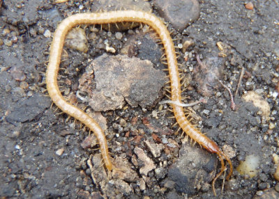 Geophilomorpha Soil Centipede species