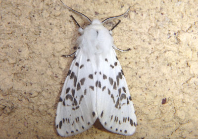 8140 - Hyphantria cunea; Fall Webworm Moth