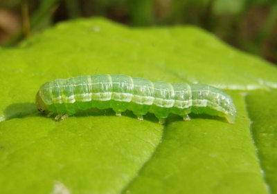 9454 - Loscopia velata; Veiled Ear Moth caterpillar