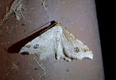 6330 - Macaria notata; Birch Angle