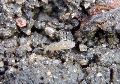 Isotoma delta; Elongate-bodied Springtail species