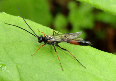 Dusona Ichneumon Wasp species
