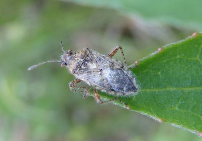 Arhyssus Scentless Plant Bug species