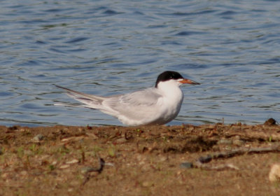 Forster's Tern; breeding