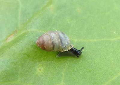 Gastrocopta contracta; Terrestrial snail species