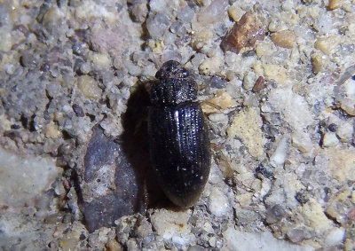 Helophorus Water Scavenger Beetle species