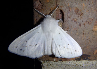 8134 - Spilosoma congrua; Agreeable Tiger Moth