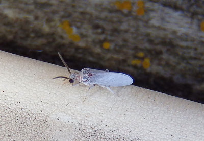 Coniopterygidae Dustywing species