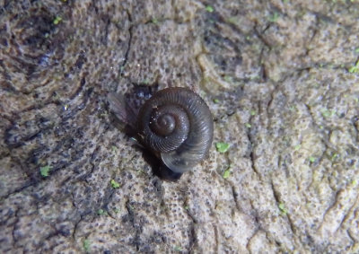 Discus Terrestrial Snail species
