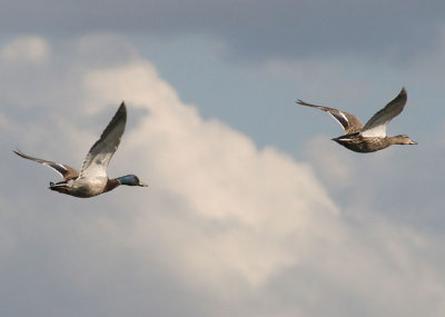 Mallard pair