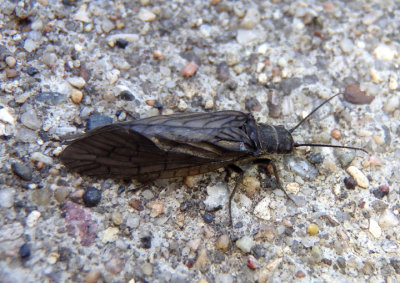 Sialis Nearctic Alderfly species