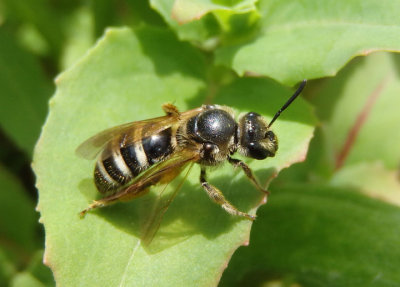 Lasioglossum Sweat Bee species