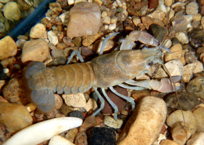 Astacoidea Crayfish species