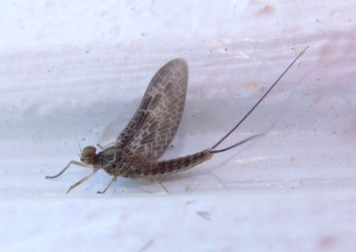 Callibaetis Small Minnow Mayfly species; male