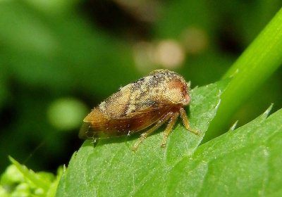 Cyrtolobus pulchellus; Treehopper species