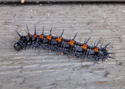 Nymphalis antiopa; Mourning Cloak caterpillar