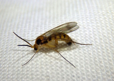 Leia Fungus Gnat species