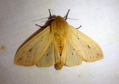 8129 - Pyrrharctia isabella; Isabella Tiger Moth