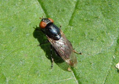 Lonchaeidae Lance Fly species