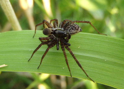Pardosa Thin-legged Wolf Spider species pair