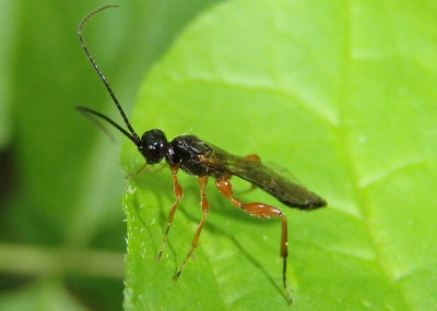 Ichneumonoidea Ichneumon Wasp species