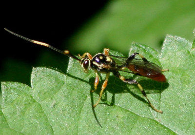 Cratichneumon Ichneumon Wasp species