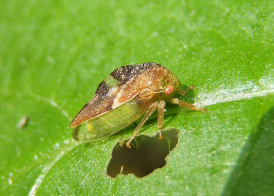 Cyrtolobus fenestratus; Treehopper species