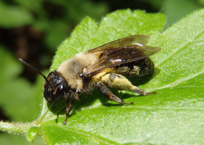 Andrena carlini; Carlin's Andrena