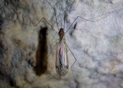 Dolichopeza Crane Fly species