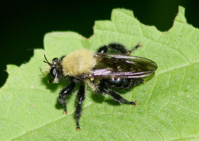 Laphria flavicollis; Bee-like Robber Fly species