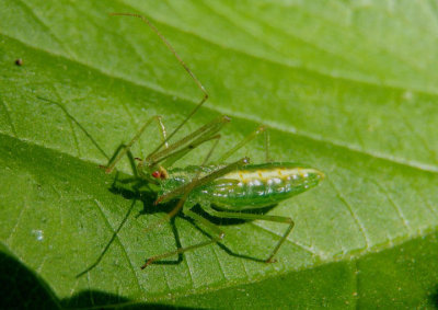 Zelus luridus; Assassin Bug species nymph