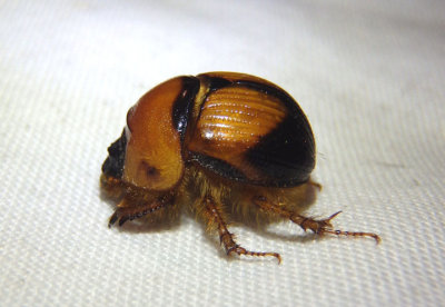 Bolbocerosoma bruneri; Earth-boring Scarab Beetle species