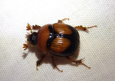 Bolbocerosoma bruneri; Earth-boring Scarab Beetle species