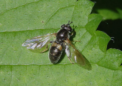 Pipiza Syrphid Fly species