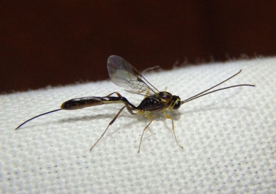 Cremastinae Ichneumon Wasp species; female