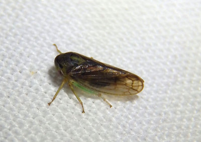 Pediopsoides distinctus; Leafhopper species