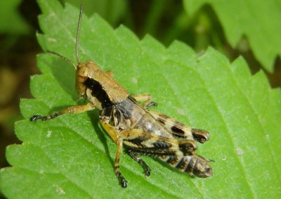 Melanoplus viridipes complex; Green-legged Grasshopper; male nymph