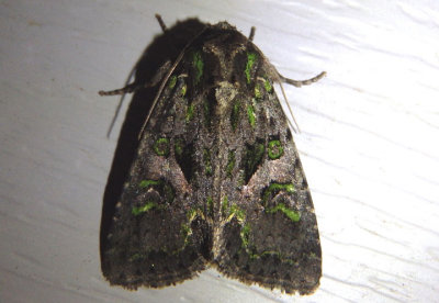 9626 - Trachea delicata; Delicate Moth