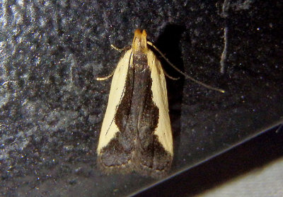2297 - Dichomeris inserrata; Indented Dichomeris Moth